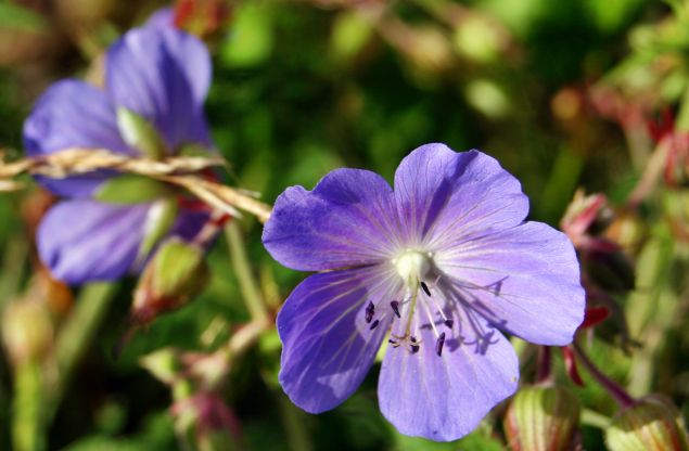 Cumbria Wildlife Trust